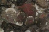 Rare Rhexoxylon Petrified Wood From Zimbabwe - #34475-1